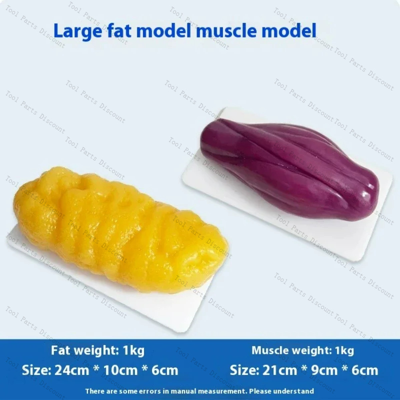 Human Muscle Replicas Weight L - Nutrition Fitness Center avaliação e preço