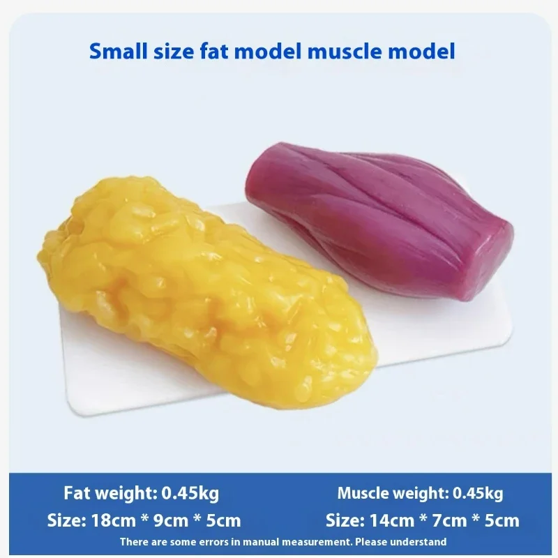 Human Muscle and Fat Replicas  - Nutrition Fitness Center avaliação e preço
